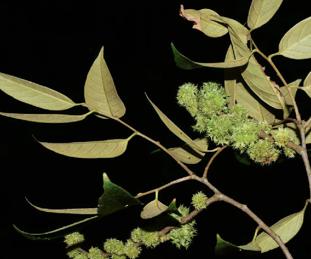  i>castanopsis faberi  /i>hance)是 a>壳斗科 /a> a>锥属 /a>植物