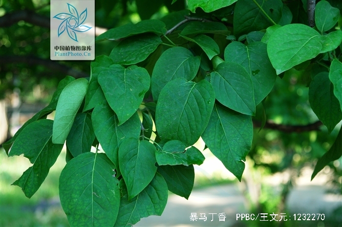  p> b>暴马丁香 /b>(学名: i>syringa reticulata /i> (blume) h.