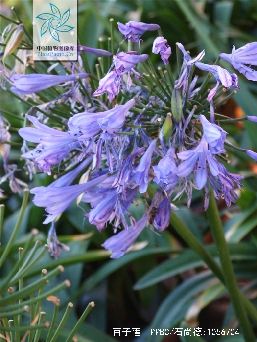 o">百子莲( i>agapanthus africanus /i>)是石蒜科百子莲属草本植物