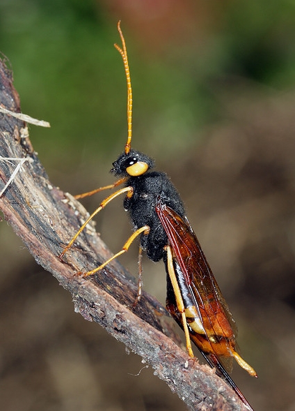  p>泰加大树蜂, i>urocerus gigas taiganus /i>