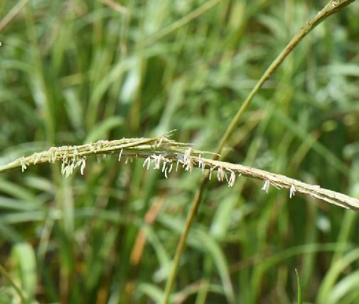  p>大米草(学名: i>spartina anglica  /i>hubb.