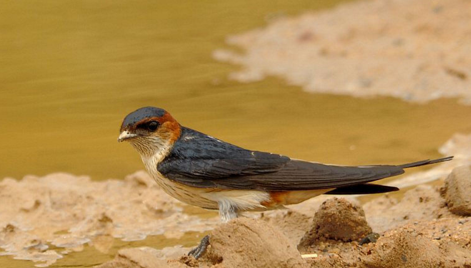  p>金腰燕印度亚种(学名:hirundo daurica erythropygia)为 a href="