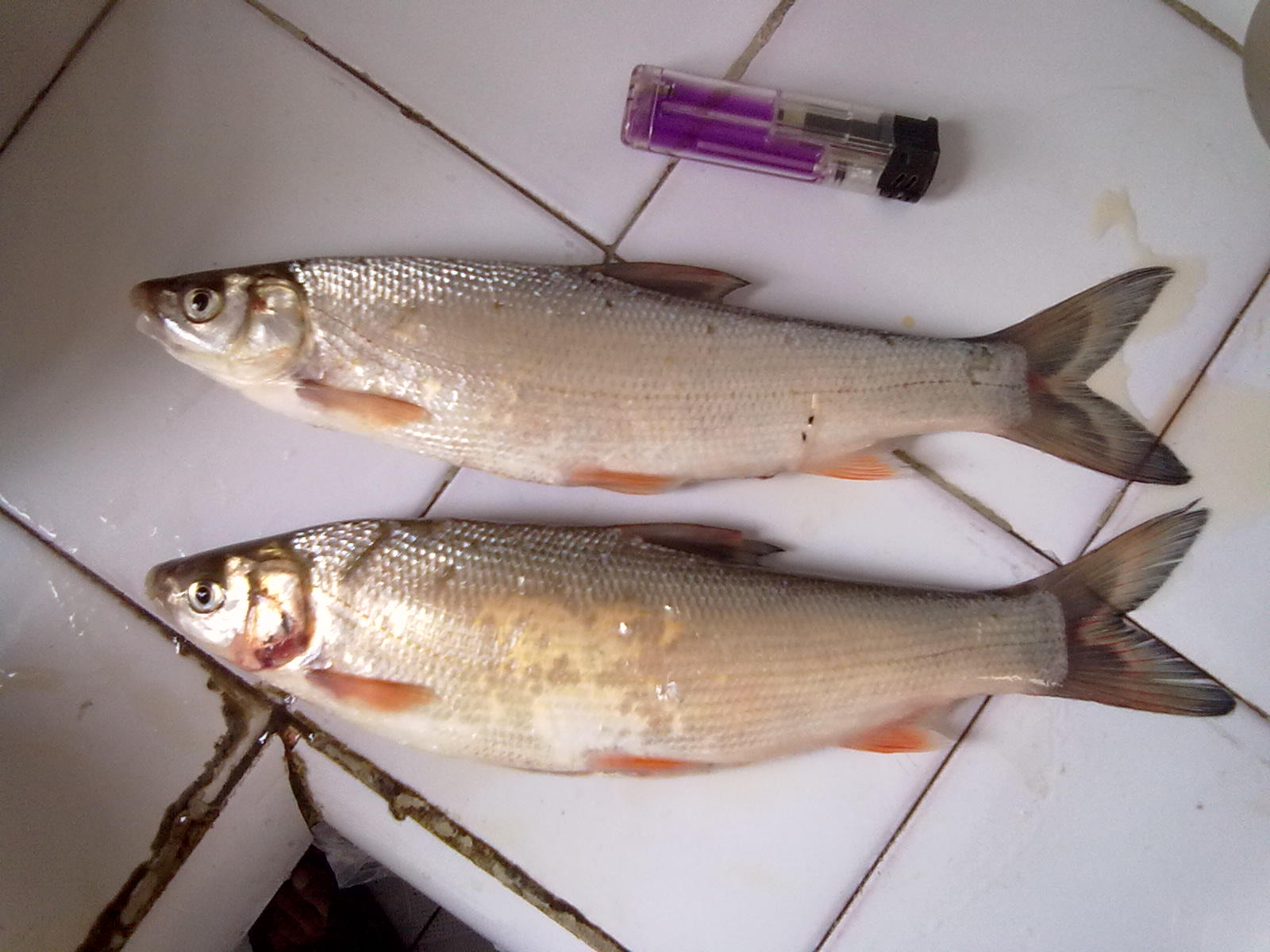  p>圆吻鲴,生长于我国南方各江湖中的一种经济鱼类.