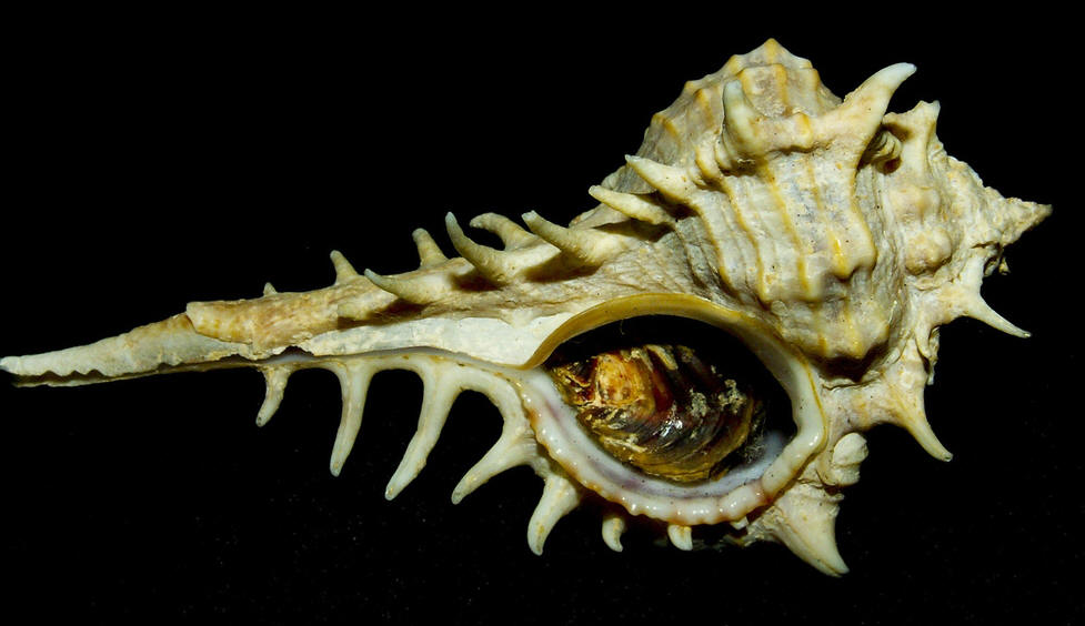  p>骨螺属软体动物中的 a target="_blank" href