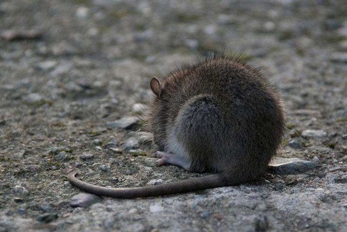  p>普通田鼠(学名:microtus arvalis)体长126~128mm,吻部短而钝,耳壳