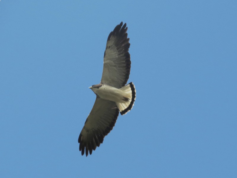  p>白尾鵟雕(学名: i>geranoaetus albicaudatus /i>):体长51-61厘米