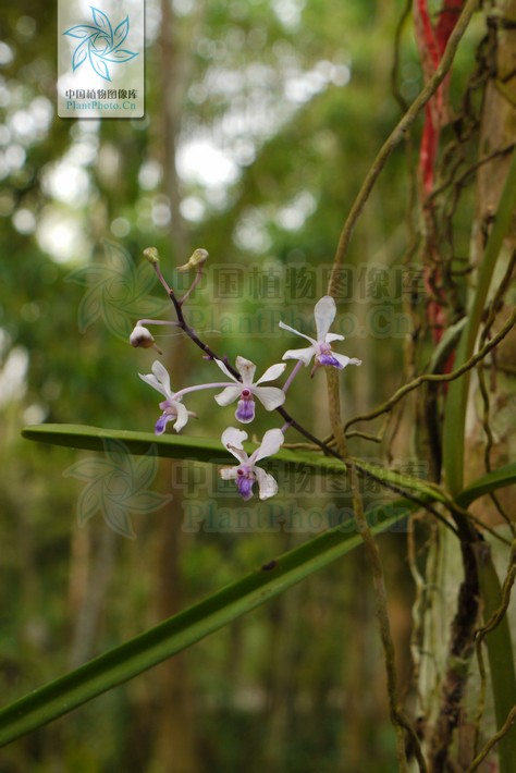  p>小蓝万代兰(拉丁学名: i>vanda coerulescens /i> griff b> i>.