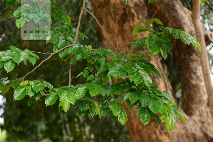 data-lemmaid="8404470">蝶形花科 /a>紫檀属植物,英文名zitanquntiyn