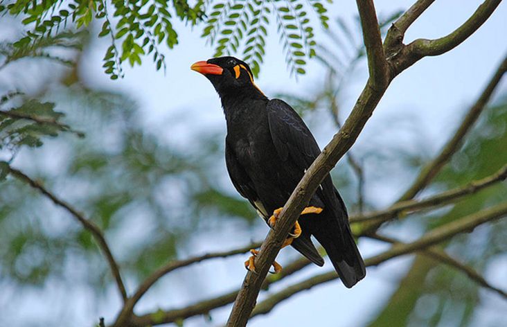 common hill myna