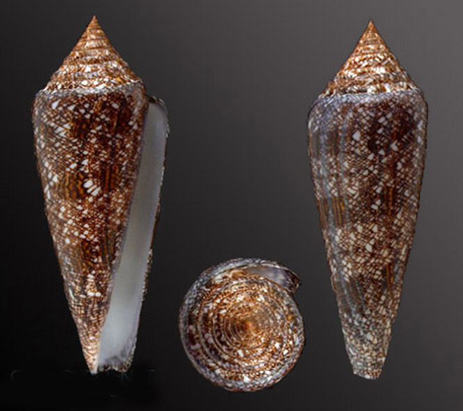  p>海之荣光芋螺(conus gloriamaris )是一种芋螺科cylinder属类生物