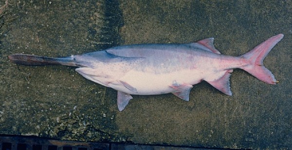  p>长吻鲟(学名: i>polyodon spathula /i>)是长吻鲟科,长吻鲟属鱼类.