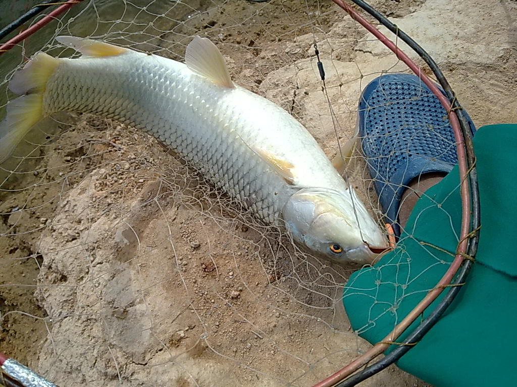  p>大理弓鱼俗称细鳞鱼,分布于云南洱海流域,牛栏江流域,是国家 a