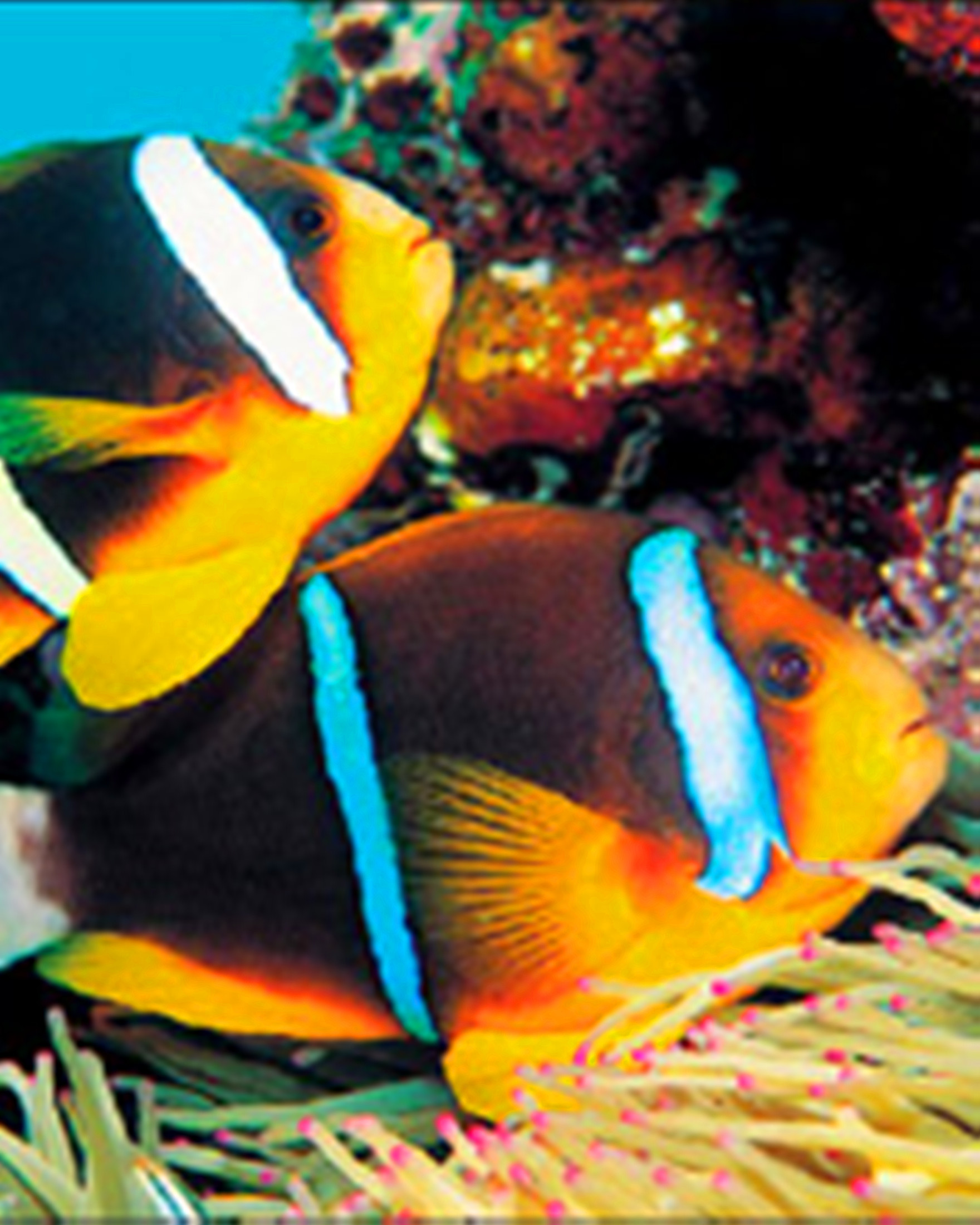  p>三色鱼,又名鸳鸯鱼,落日红.