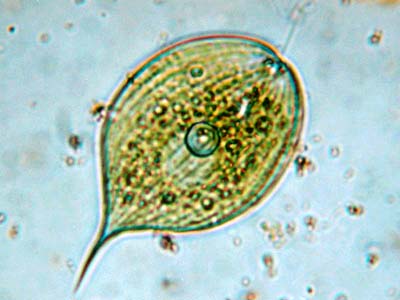  p>裸藻门,除胶柄藻属外,都是无细胞壁,有鞭毛,能自由游动的单细胞