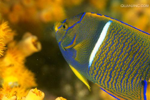  p>国王神仙,学名 i>holacanthus passer  /i>(valenciennes, 1864), 