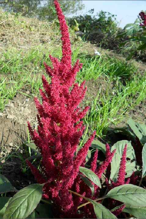  p>千穗谷( i>amaranthus hypochondriacus  /i>l.