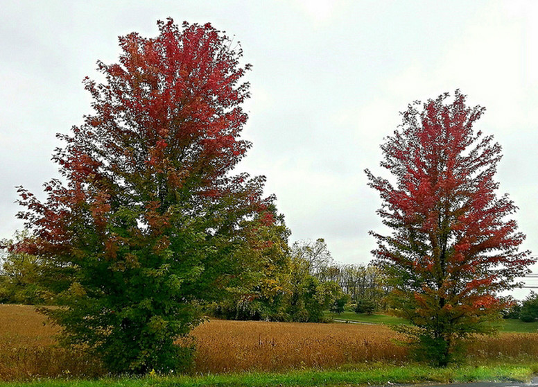 northern red oak
