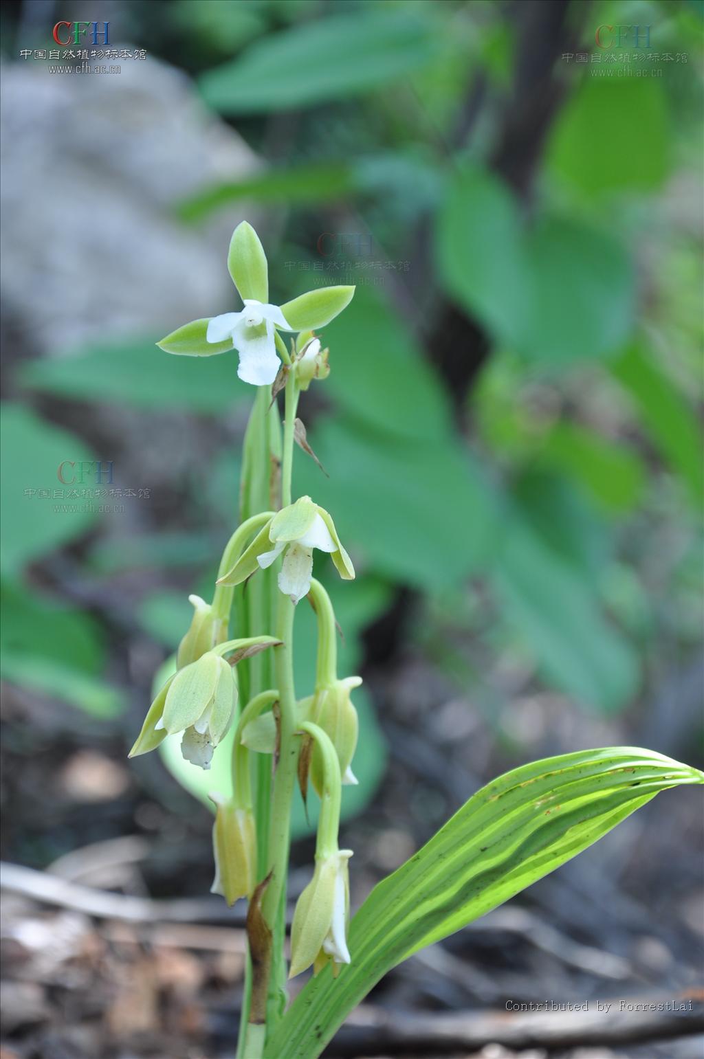  p>美冠兰(学名: i>eulophia graminea  /i> lindl.