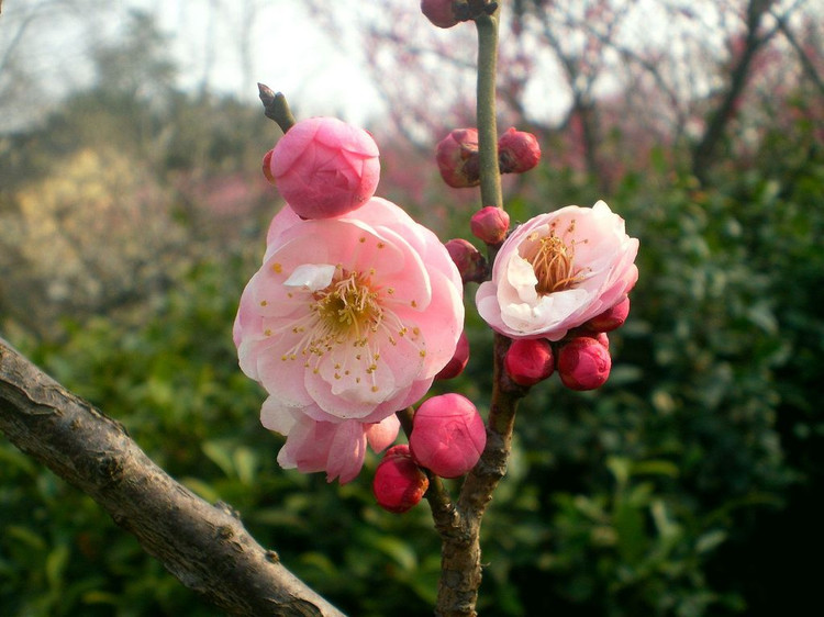  p>宫粉梅是梅花品系中真梅系直枝梅类宫粉型,其花复瓣至重瓣,呈或深