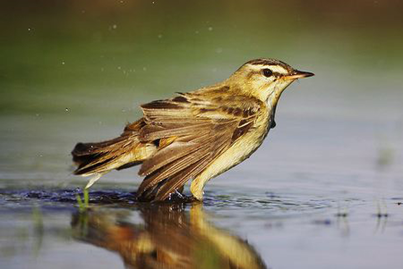 水蒲苇莺