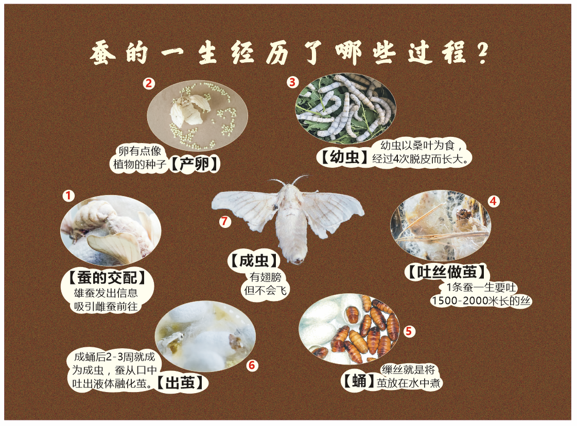 广东蚕桑丝织文化技艺研学基地