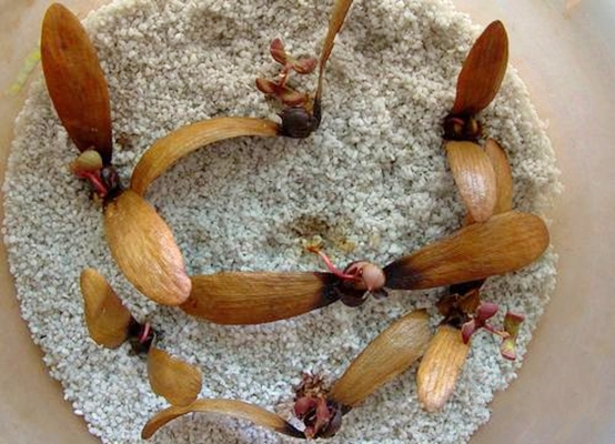 hopea mollissima c. y. wu