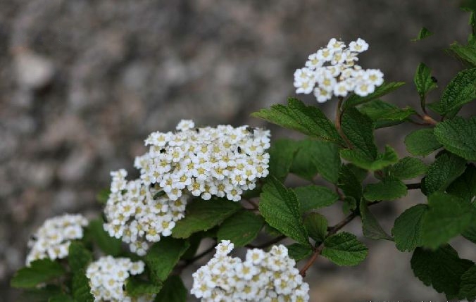  p>毛花绣线菊(学名: i>spiraea dasyantha /i> bge.