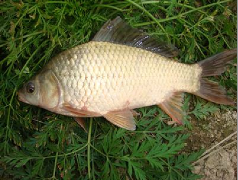  p>丰产鲫又名百花鲫,是 a target="_blank" href="/item/华南师范