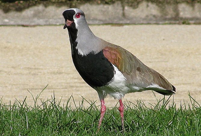  p>凤头距翅麦鸡(学名: i>vanellus chilensis /i>):属于中型 a href=