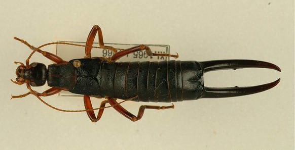  p>圣赫勒拿蠼螋(labidura herculeana)是 a target="_blank" href="