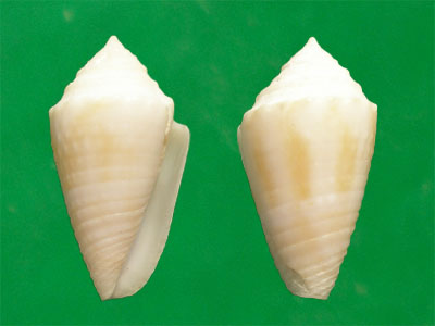  p>卡氏白芋螺是新腹足目,芋螺科的一种生物.螺壳尺寸为45 mm.