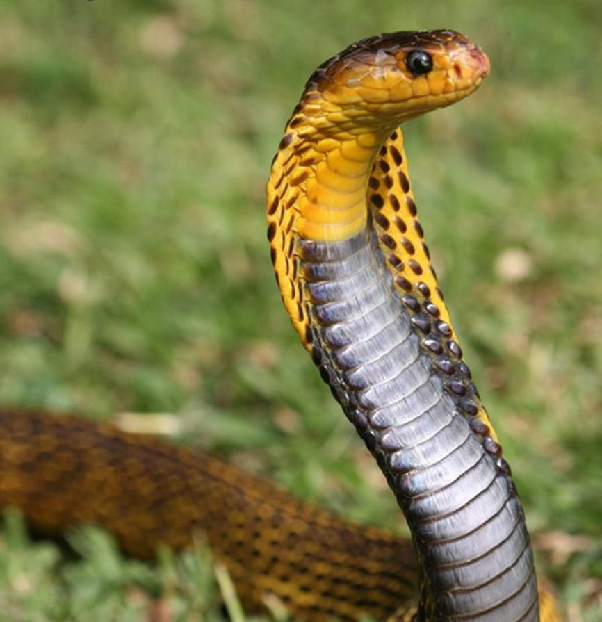 黑颈射毒眼镜蛇