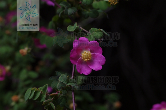  p>多腺小叶蔷薇是小叶蔷薇的一个变种,本变种与原变种区别在其小叶