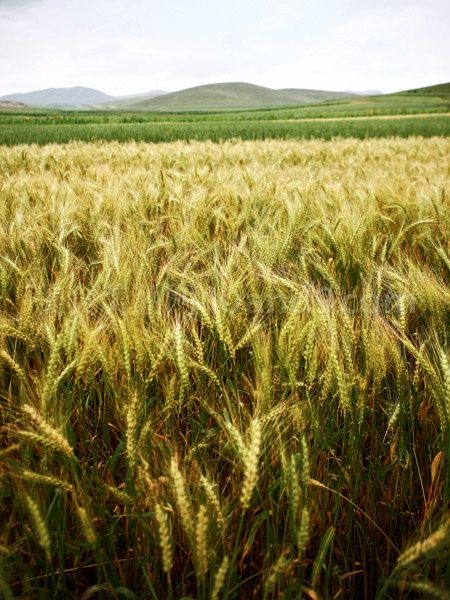  p>定莜7号春性,幼苗绿色,呈竖立状,出苗率高,分蘖力中等.定莜1号 /p>