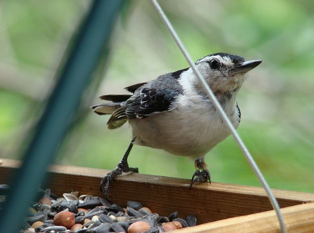  p>白胸鳾(学名:sitta carolinensis)是小型 a href="#" data-lemmaid