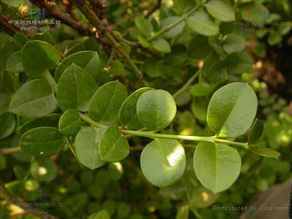  p>云南假虎刺,假虎刺属. /p>