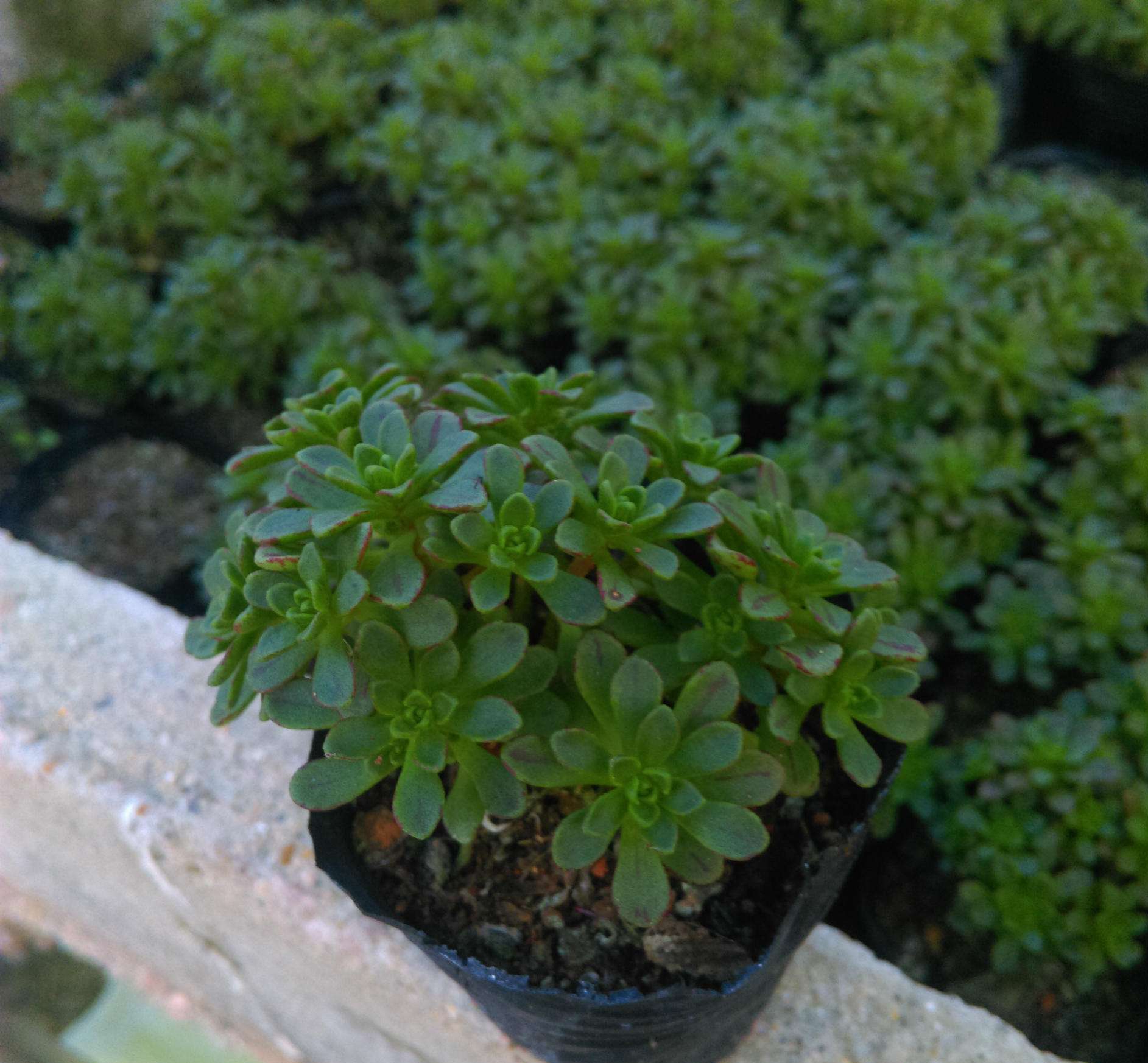  p>小人祭( i>aeonium /i> x  i>loartei /i> tavormin)是木贼门,木贼