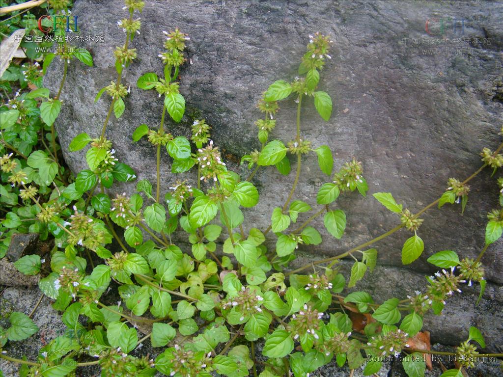  p>风轮菜为 a href="#" data-lemmaid="2381957">唇形科 /a>, a href