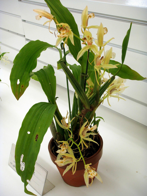  p>褐唇贝母兰(学名: i>coelogyne fuscescens /i>  lindl.