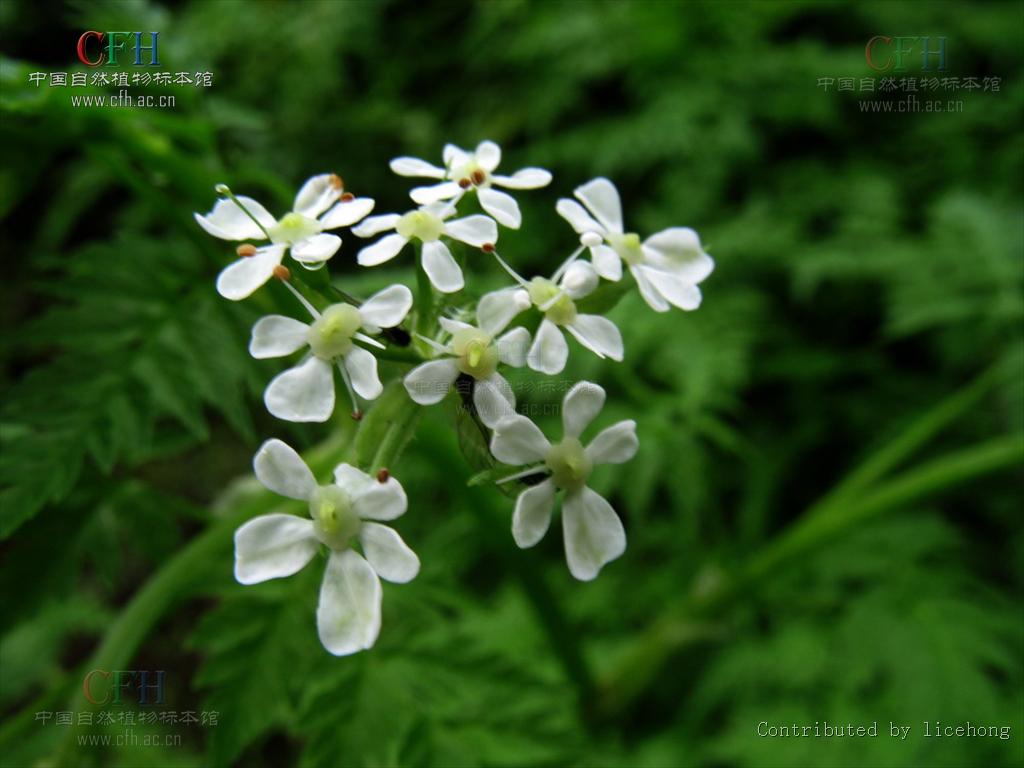 sylvestris(l. )hoffm. 和刺果峨参 a. nemorosa(m. bieb.