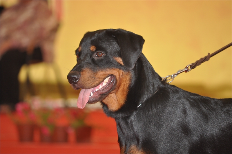 rotweiler