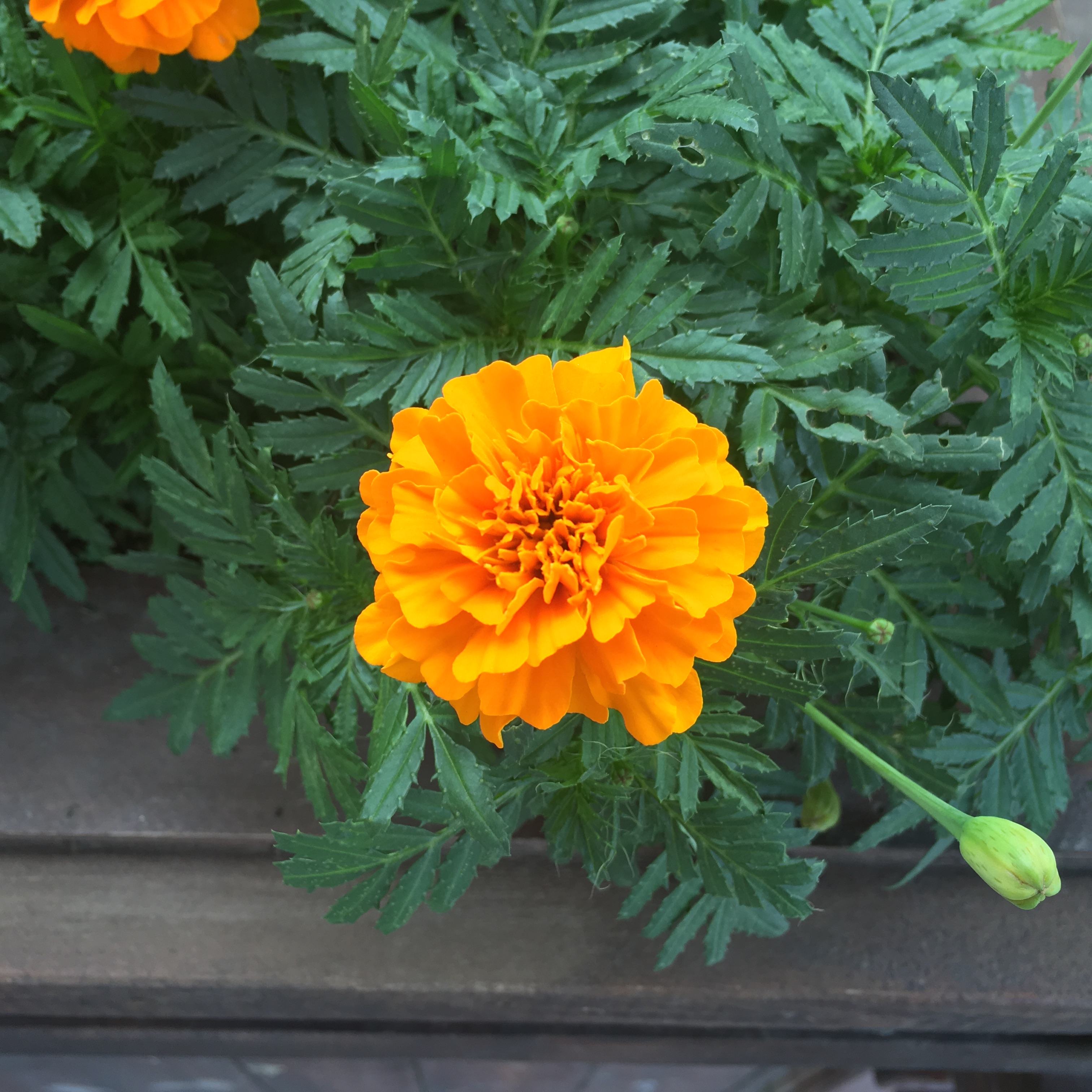  p>万寿菊( i>tagetes erecta /i> l.