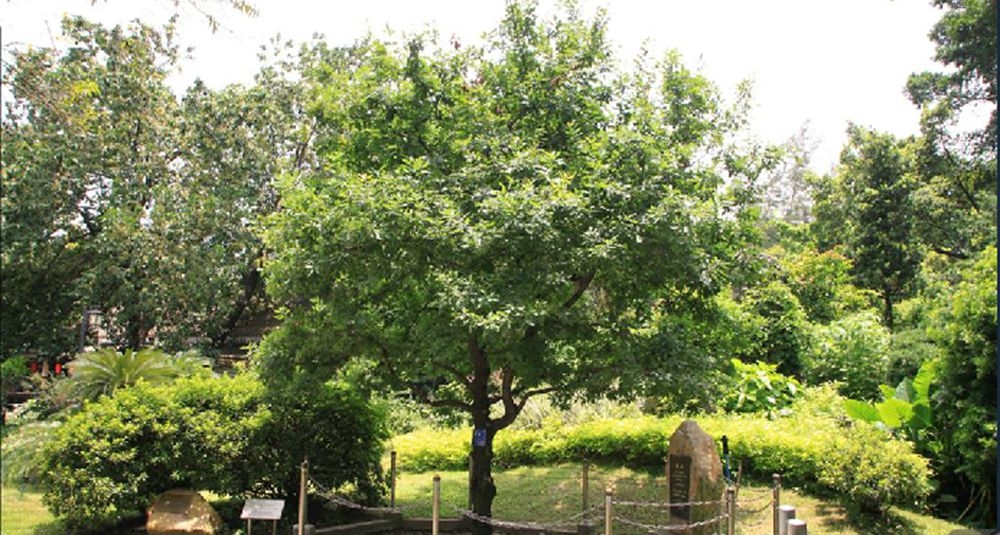  p>夏栎(学名: i>quercus robur /i> l.