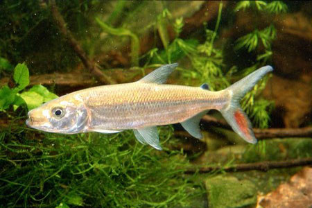 ="gnbtqu2q6m">巨狗脂鲤(hydrocynus goliath)又称白金猛鱼,为脂鲤目