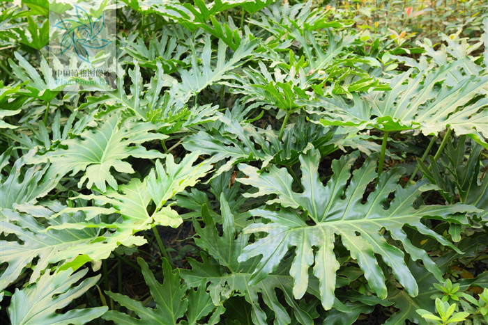  p>箭叶喜林芋( a href="#" data-lemmaid="8074290">学名 /a>