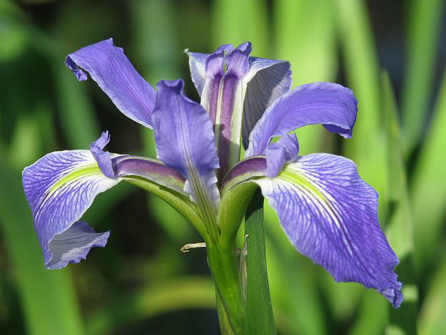 iris versicolor l.