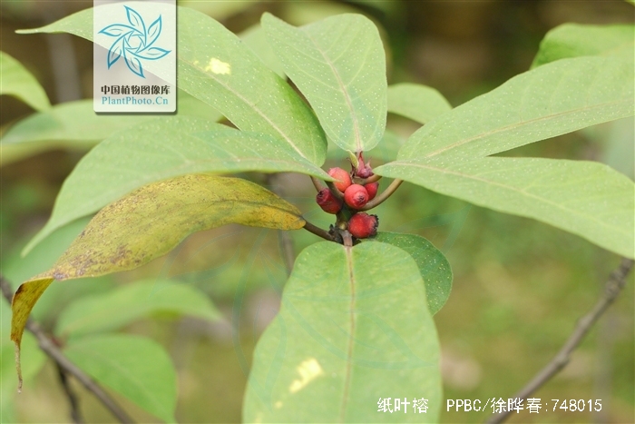  p>纸叶榕(学名:ficus chartacea)为桑科榕属的植物.
