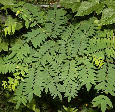  p>任豆(学名: i>zenia insignis /i> chun)是豆科,仁豆属乔木,高可达