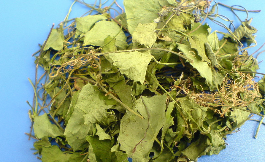 雌雄器托均无托柄,生于叶状体背部.总苞具鳞片或缺如.