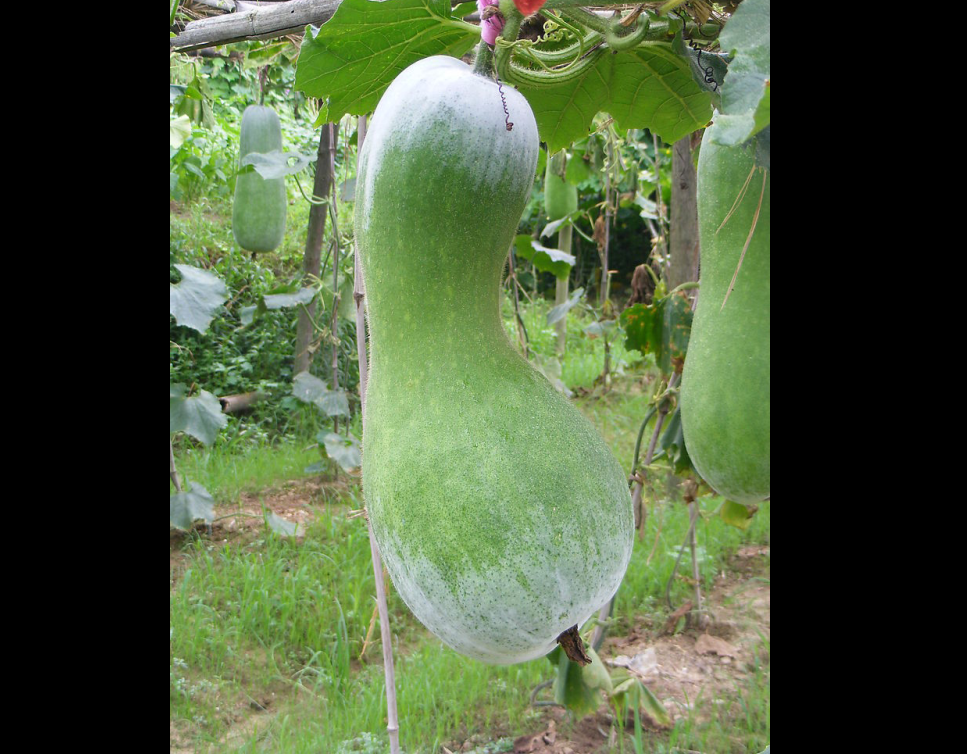 冬瓜